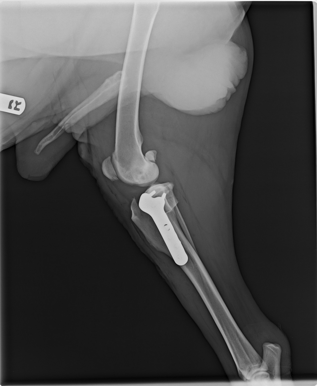 TPLO - tibial plateau leveling osteotomy 