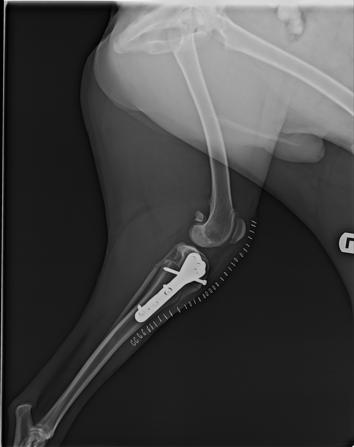 CBLO PROCEDURE